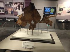 -北京周口店北京人遗址博物馆