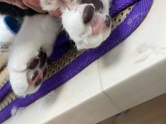 -纳吉亚猫专科动物医院博雅分院
