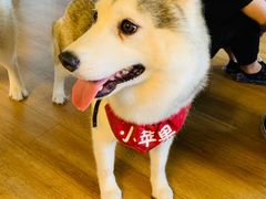 -Husky Go! 哈士奇体验馆·宠物咖啡厅狗咖