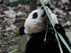 -都江堰中华大熊猫苑