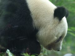 -中国大熊猫保护研究中心雅安碧峰峡基地