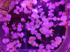 -海合安青岛极地海洋公园