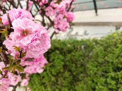 -石家庄市植物园