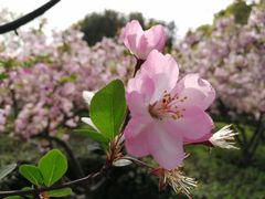 -昆山城市生态森林公园