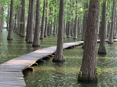 -渌洋湖湿地公园