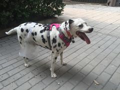 -北京赛佳动物医院