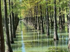 -泗洪洪泽湖湿地景区