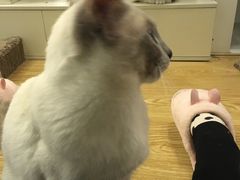 -萌喵咖啡屋(人民东路4号口M16商铺店)