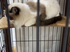 -四月宠物医院·猫专科·心脏专科·内科(转塘店)
