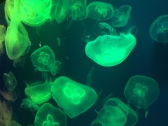 -成都浩海立方海洋公园