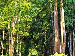 -中国科学院西双版纳热带植物园