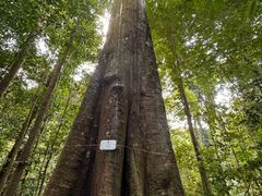 -武吉知马自然保护区