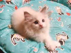 -关爱宠物医院·猫科中心·消化科(滨湖万达分院)