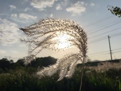 -佛手湖郊野公园