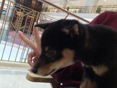 -柴犬小屋·柴餐厅·狗咖食堂(金鼎广场店)