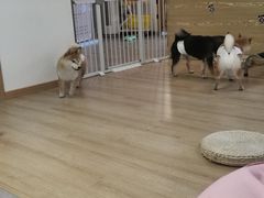 -南京Hallo宠物乐园·哈罗犬舍·柴犬繁育基地