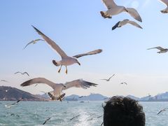 -海驴岛(荣成市)
