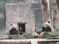 -都江堰中华大熊猫苑