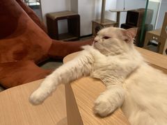 -瞄一喵猫咖(格力海岸店)