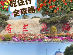 -荷兰花海