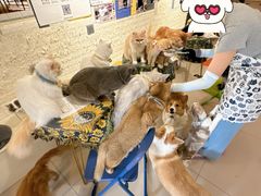 -平行世界·猫咖(首经贸店)