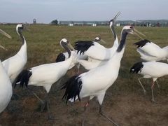 -盐城丹顶鹤湿地生态旅游区