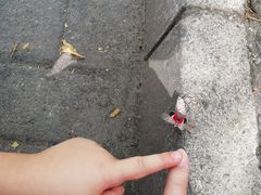 -丰台花园
