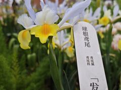 -深圳仙湖植物园
