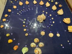 -青岛贝壳博物馆