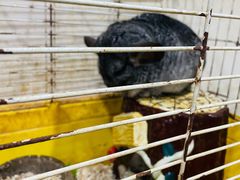 -上海大自然野生昆虫馆(东方明珠·爬宠昆虫探索中心)