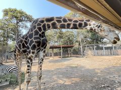 -清迈夜间动物园