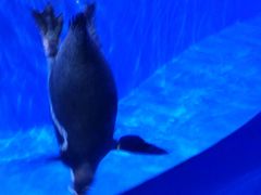 -多彩贵州城极地海洋世界