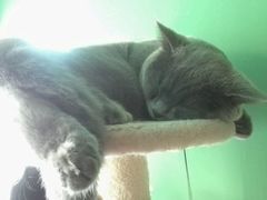 -喵店&猫咖