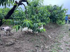 -樂桃源奉贤黄桃种植采摘基地