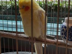 -怡咖啡·自助餐·西安香格里拉