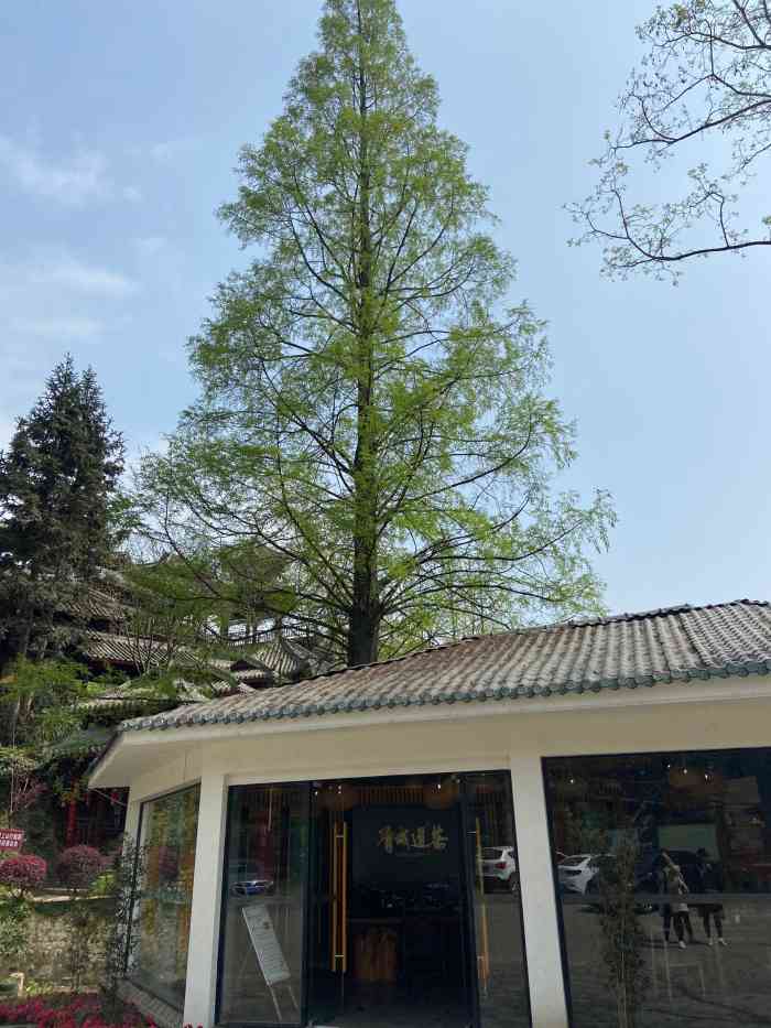 青城道茶观光园-"位置在环山路上 青城山耍了下来过去很方便.