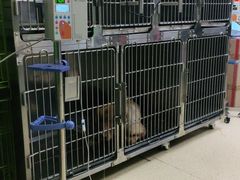 -皖宠联盟宠爱优家宠物医院(中兴西湖店)