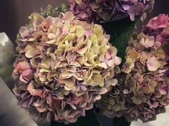 -F.Story 花和故事(新天地店)