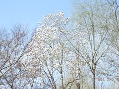 -红梅公园