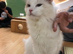 -猫和宫(六道口店)