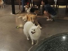 -百好乐宠物友好餐厅(朝外大街店)