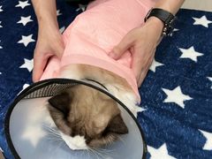 -瑞派康怡24h宠物医院·犬猫医疗中心·微创绝育(瑞景分院)