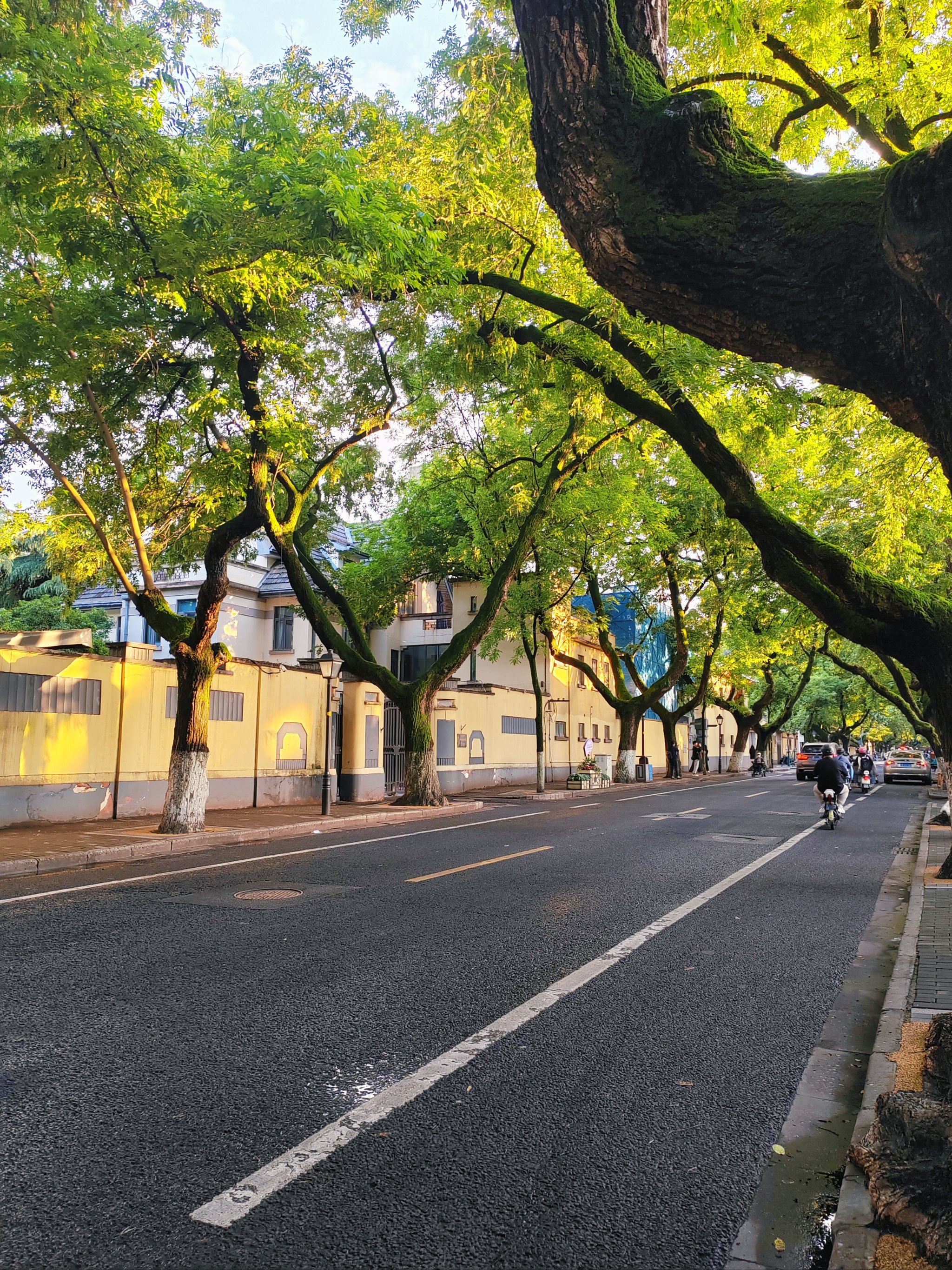 南京梧桐树街景图片