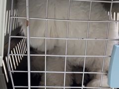 -动物缘宠物医院·骨科·猫科(西二环店)