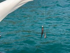 -小猫钓鱼海钓俱乐部(椰梦长廊店)