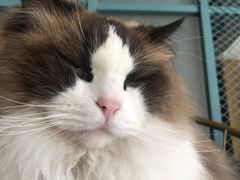 -喵屿·大理花园猫咖