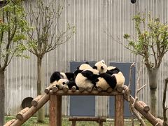 -卧龙中华大熊猫苑神树坪基地