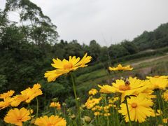 -黄龙溪欢乐田园