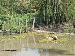 -溱湖国家湿地公园