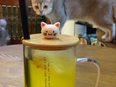气泡百香果-猫色咖啡·猫咖